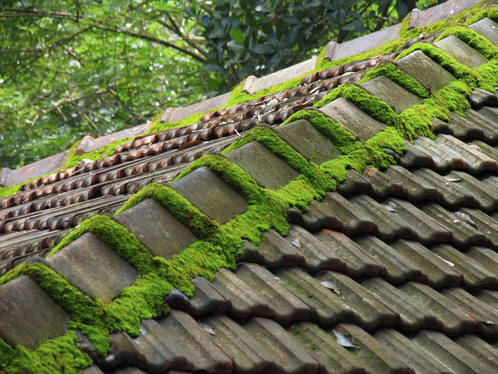 Démoussage de toiture à Saint-Mathurin-sur-Loire